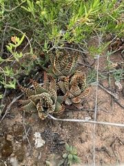 Tulista pumila