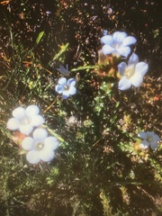 Roella amplexicaulis