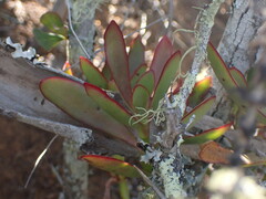 Crassula cultrata