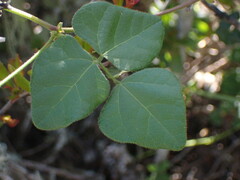Rhynchosia caribaea