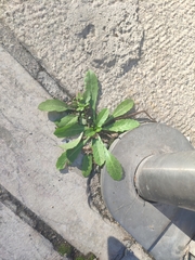 Lactuca virosa