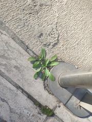 Lactuca virosa