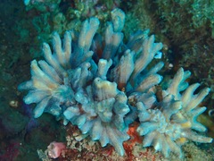 Pectinia paeonia