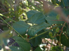Rhynchosia caribaea