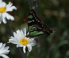 Graphium macleayanus
