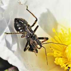 Rhynocoris cuspidatus