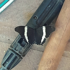 Siproeta epaphus trayja