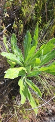 Lichtensteinia trifida