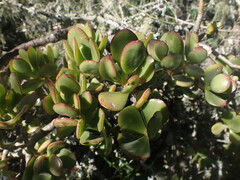 Crassula ovata