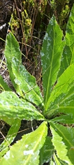 Lichtensteinia trifida