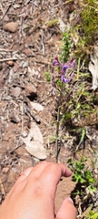 Salvia albicaulis