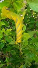 Acherontia