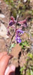 Salvia albicaulis