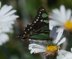 Graphium macleayanus