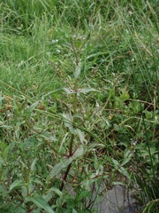 Veronica anagallis-aquatica anagallis-aquatica