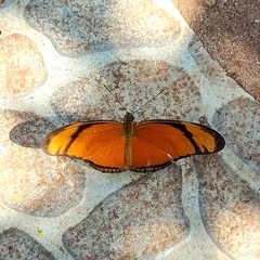 Dryas iulia alcionea