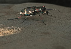 Cicindela hybrida