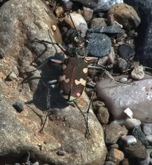 Cicindela hybrida