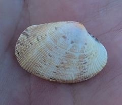 Ruditapes philippinarum