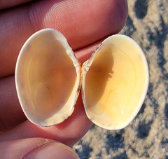 Ruditapes philippinarum