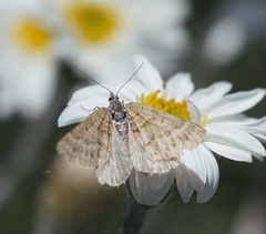Chrysolarentia nephodes