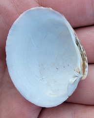 Veneridae