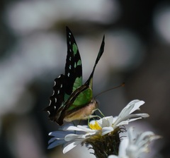 Graphium macleayanus