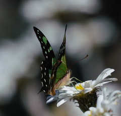 Graphium macleayanus