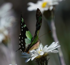 Graphium macleayanus
