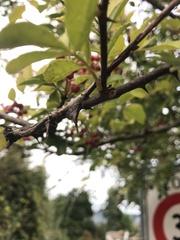 Zanthoxylum piperitum