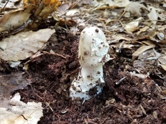 Amanita submaculata