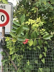 Zanthoxylum piperitum