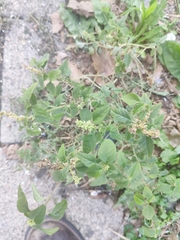 Amaranthus deflexus