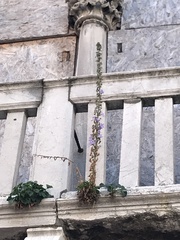 Campanula pyramidalis