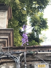 Campanula pyramidalis