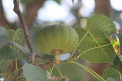 Hura polyandra