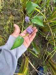 Pontederia vaginalis