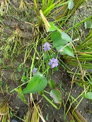Pontederia vaginalis