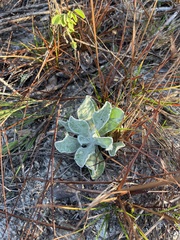 Chrysopsis gossypina