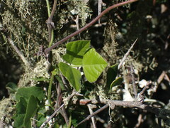 Rhynchosia caribaea
