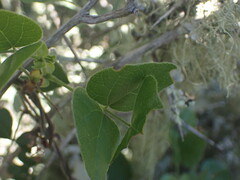 Rhynchosia caribaea