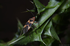 Oncopeltus unifasciatellus