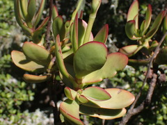 Crassula cultrata