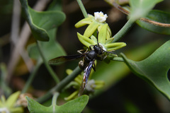 Polybia ignobilis