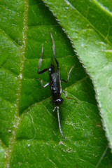 Evaniidae