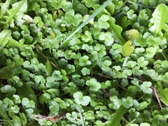 Hydrocotyle bowlesioides