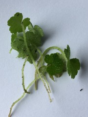 Hydrocotyle bowlesioides