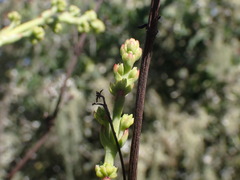 Crassula cultrata