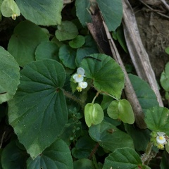 Begonia hirtella