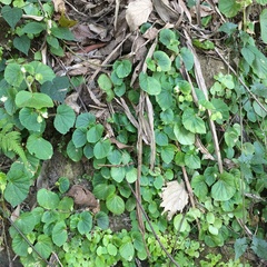 Begonia hirtella